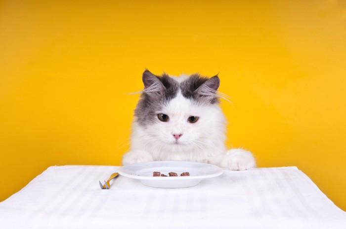 スペシャルご飯を食べる猫