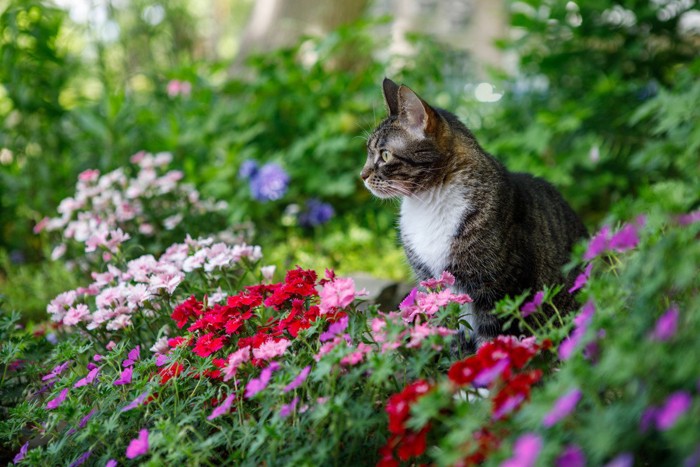 花壇の中の猫