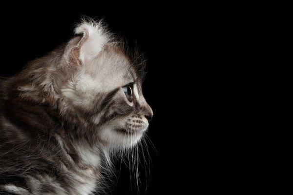 アメリカンカールの子猫横顔