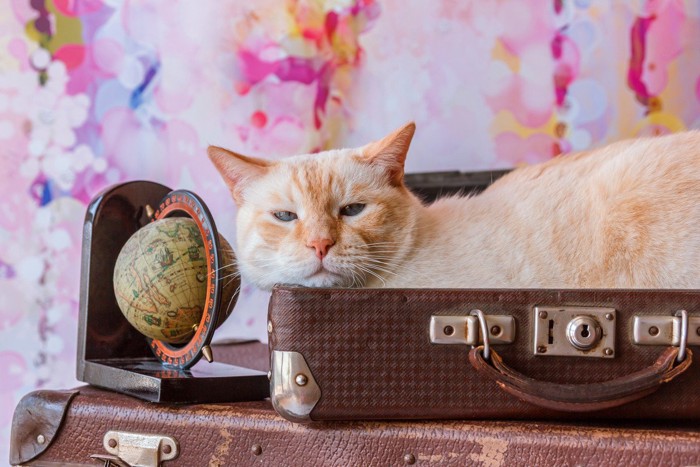 地球儀の横でスーツケースに居座る猫
