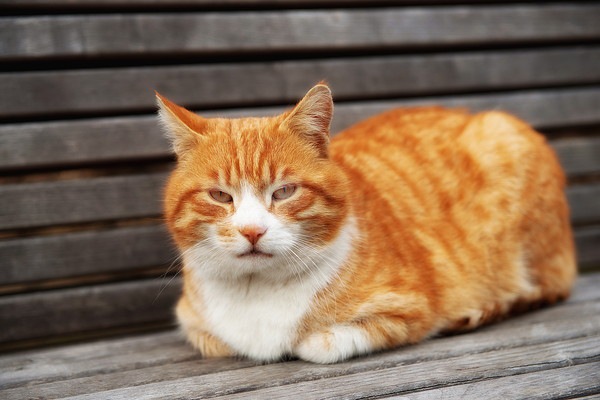 ベンチにいる茶色のきじ猫