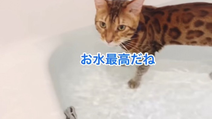 お風呂に入って見上げる猫