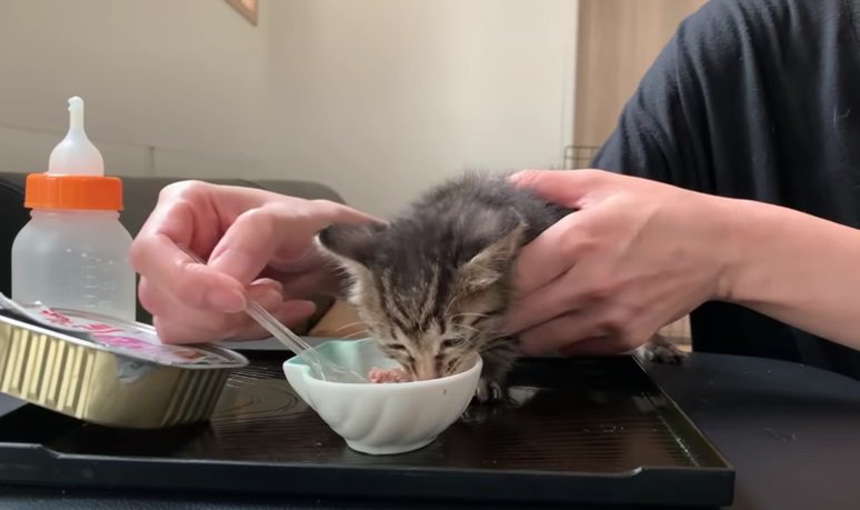美味しそうにご飯を食べる子猫