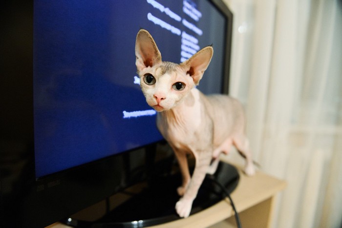 テレビの前にいる猫