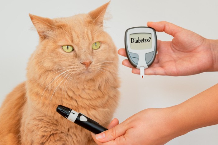 糖尿病の測定器と猫