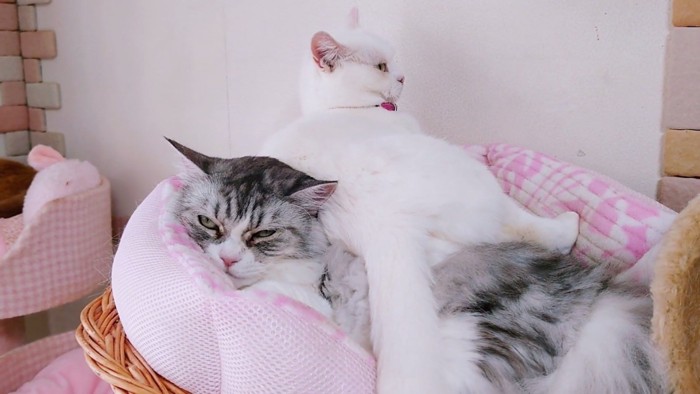 長毛の猫の上に座る白猫