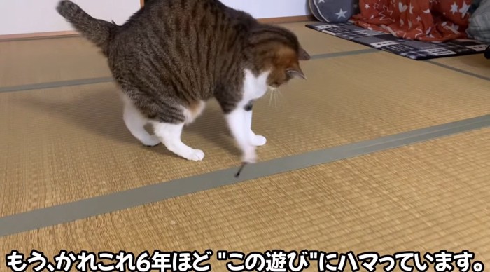 綿棒で遊ぶ猫