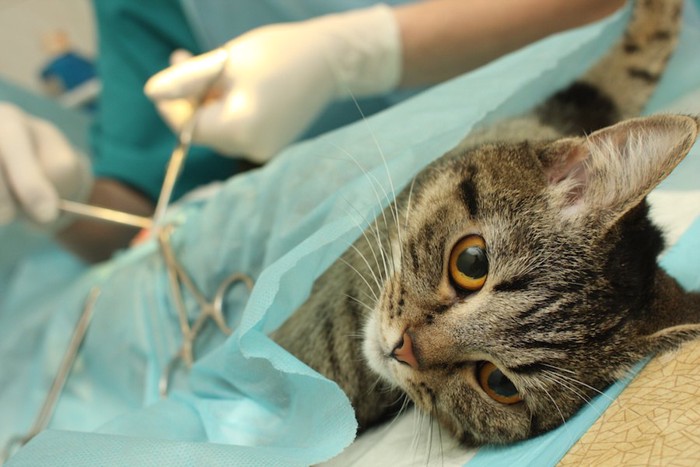 病院で手術をされている猫