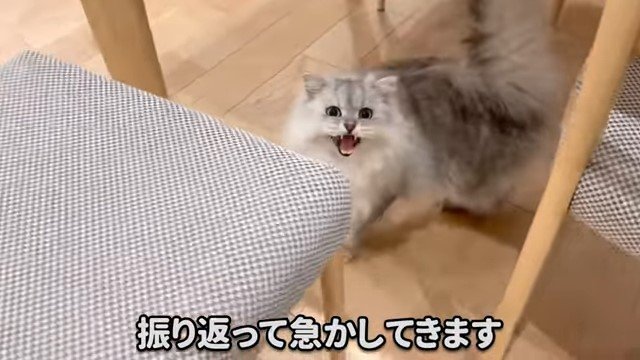 テーブルの下で鳴く猫