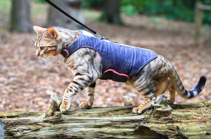ハーネスをつけて散歩をする猫