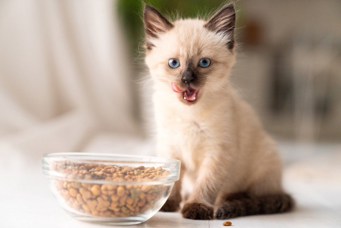 舌なめずりをする子猫とご飯