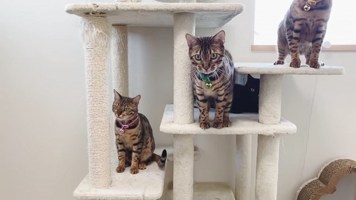 タワーの下の段に並ぶ3匹の猫