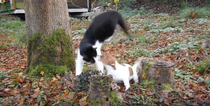 子犬と遊ぶ黒白猫