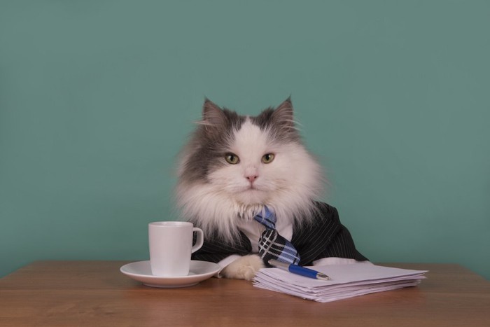 スーツを着て書類を読む猫