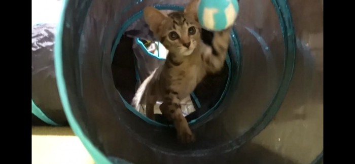 トンネルで遊ぶ子猫