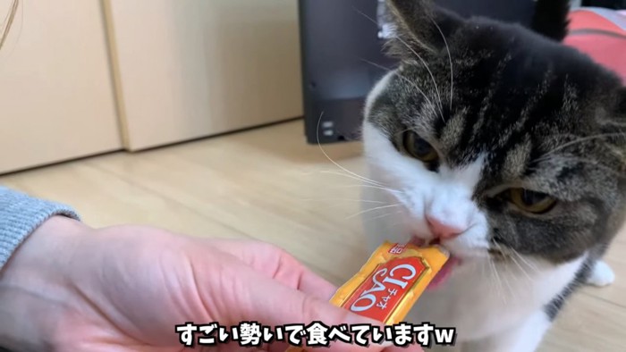 おやつを食べる猫