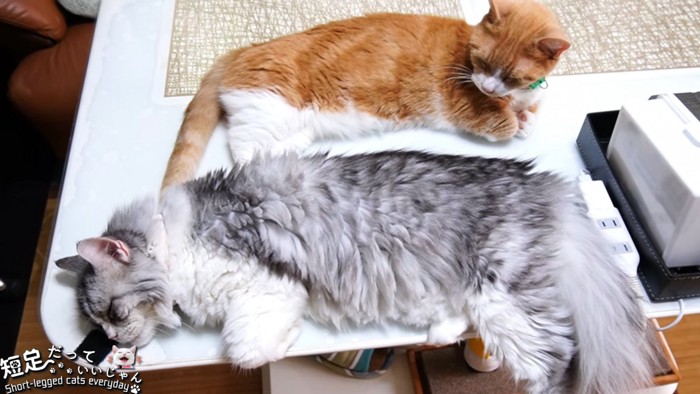 横になる茶白猫と長毛猫