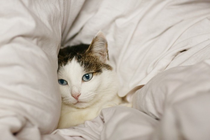 綿の布団にくるまる猫