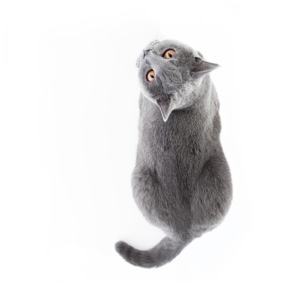 見上げる灰色猫