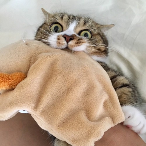 毛布に噛み付いている猫