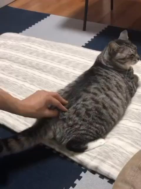 しっぽの付け根を触られる猫