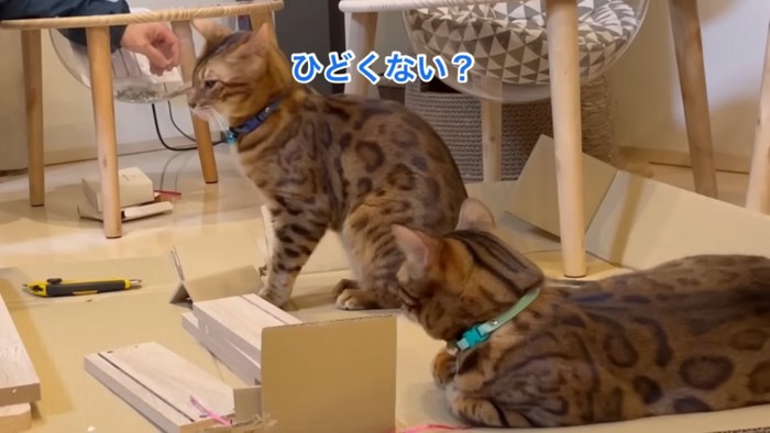 座る猫と香箱座りの猫