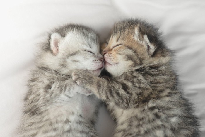 寝る二匹の子猫