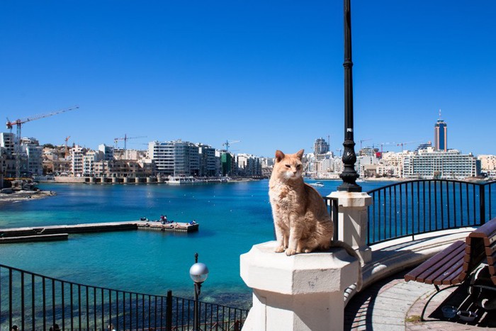 マルタ島の橋の上の猫