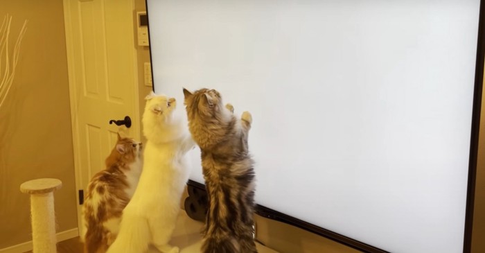 テレビに集まる猫たち