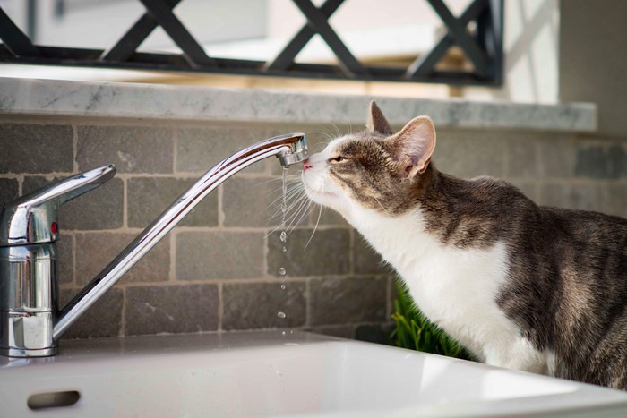  蛇口から水を飲んでいる猫