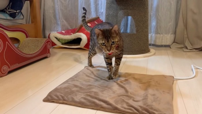 ペット用ホットカーペットの上に立つ猫