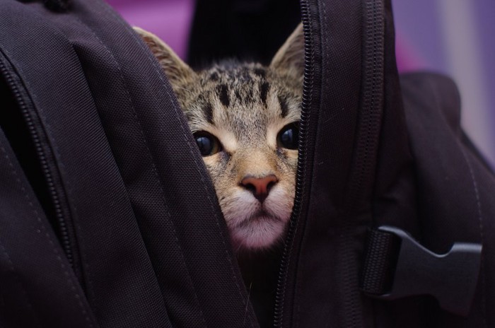 バッグの中に隠れる猫