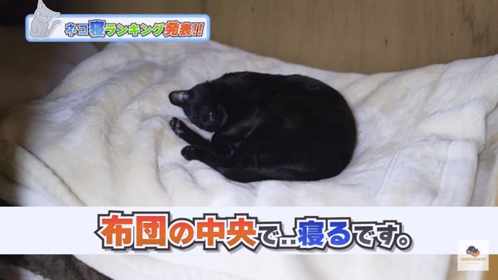 布団の中央で寝る黒猫