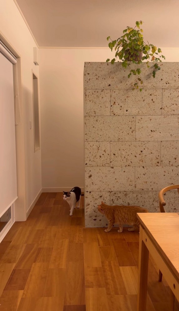 壁に隠れる猫と歩いてくる猫5