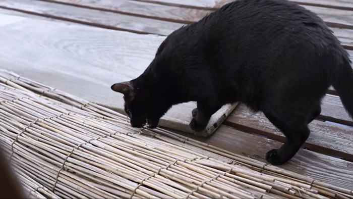 葦簀と黒猫