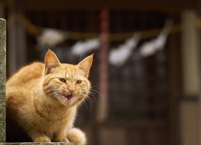 塀の上で鳴く茶トラ猫