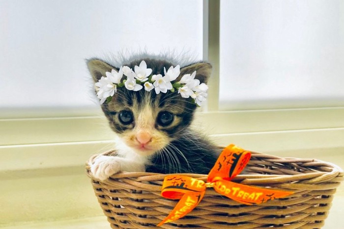 花冠を被る子猫