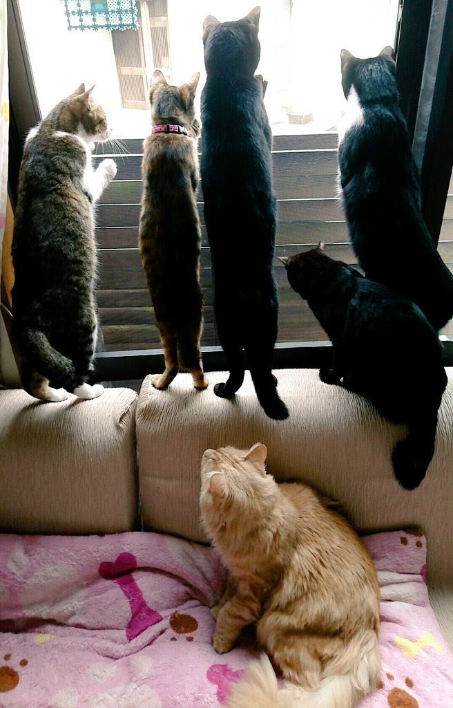 窓から外を見る猫たち 