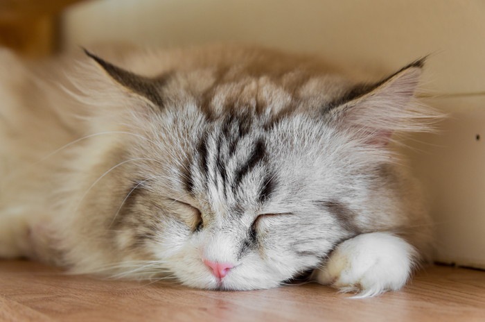 眠る猫の写真