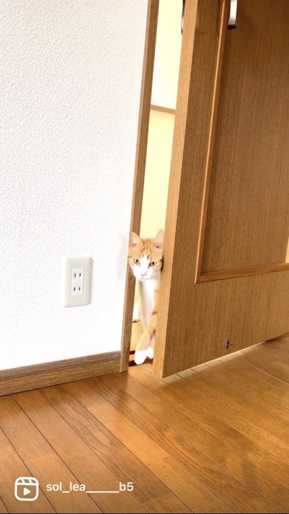 部屋に入る猫