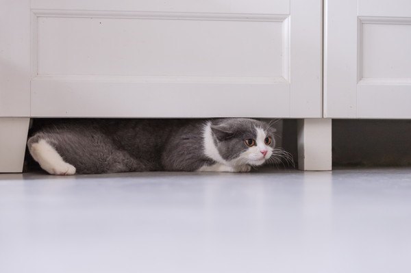 白いタンスの下に隠れる猫