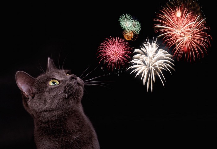 花火と猫