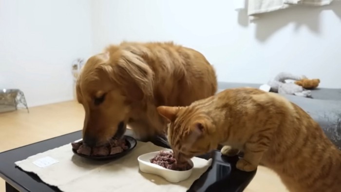 仲良くステーキを食べる犬と猫