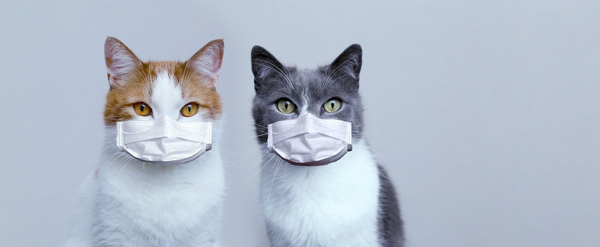 マスク猫たち