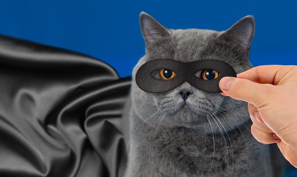猫の目に黒いマスクを当てる