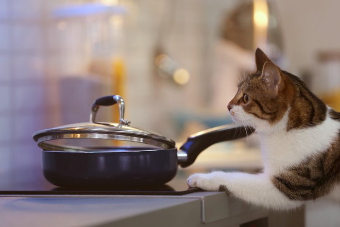キッチンのフライパンに近づく猫