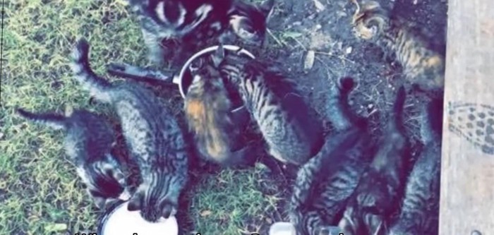 屋外で餌を食べる猫