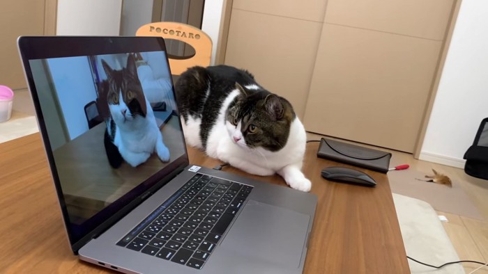 パソコンの横で画面を見る猫