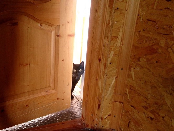 玄関のドアからこちらを見る猫