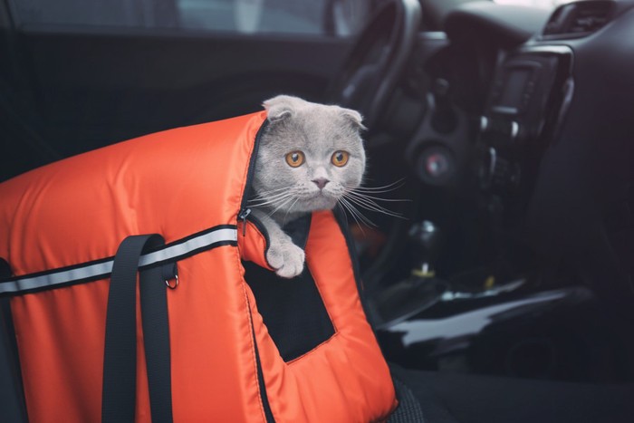 オレンジの鞄に入っている猫
